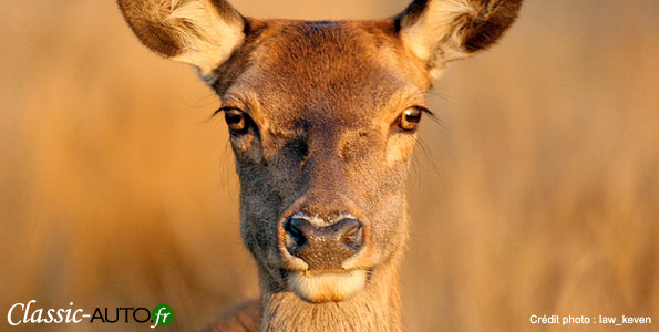 biche