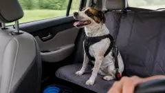 Voyage en voiture avec un chien : règles, confort et erreurs fréquentes