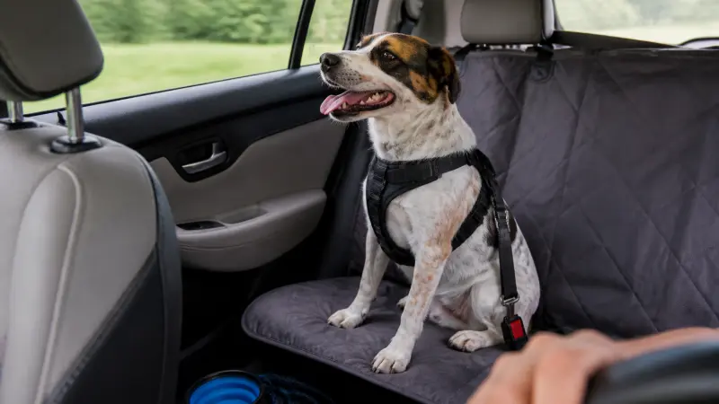 Voyage en voiture avec un chien : règles, confort et erreurs fréquentes